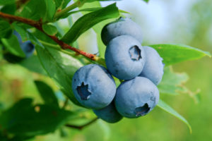 blueberries