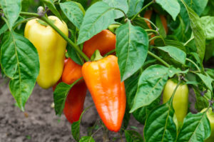 Closeup of ripening peppers