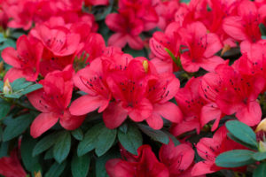 fresh rhododendron azalea flowers