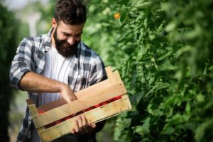 farmer picking fresh tomatoes