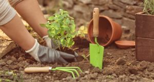 Woman repotting fresh mint outdoors