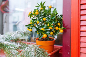 Mandarin tree and fir-tree branch on window sill