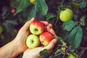 Ripe apples in hands