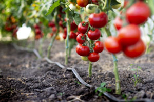 Red tomatoes