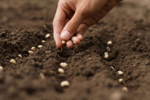 Hand growing seeds of vegetable on sowing soil