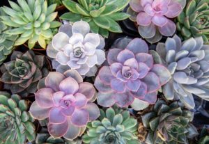 Collection of small decorative succulents