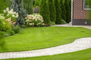 Freshly cut grass in the backyard