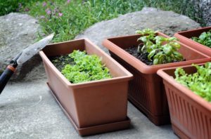 container gardening