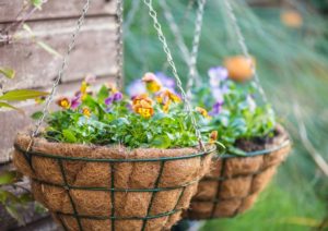 Hanging Violas