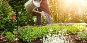 watering garden