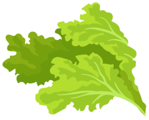 lettuce icon
