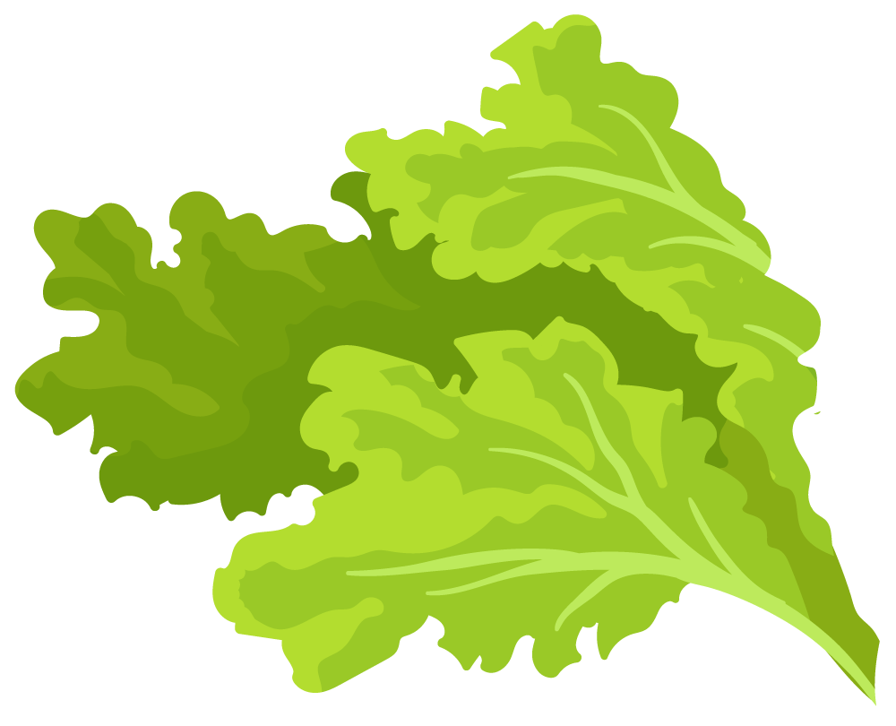 lettuce icon