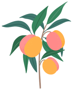 peach tree icon