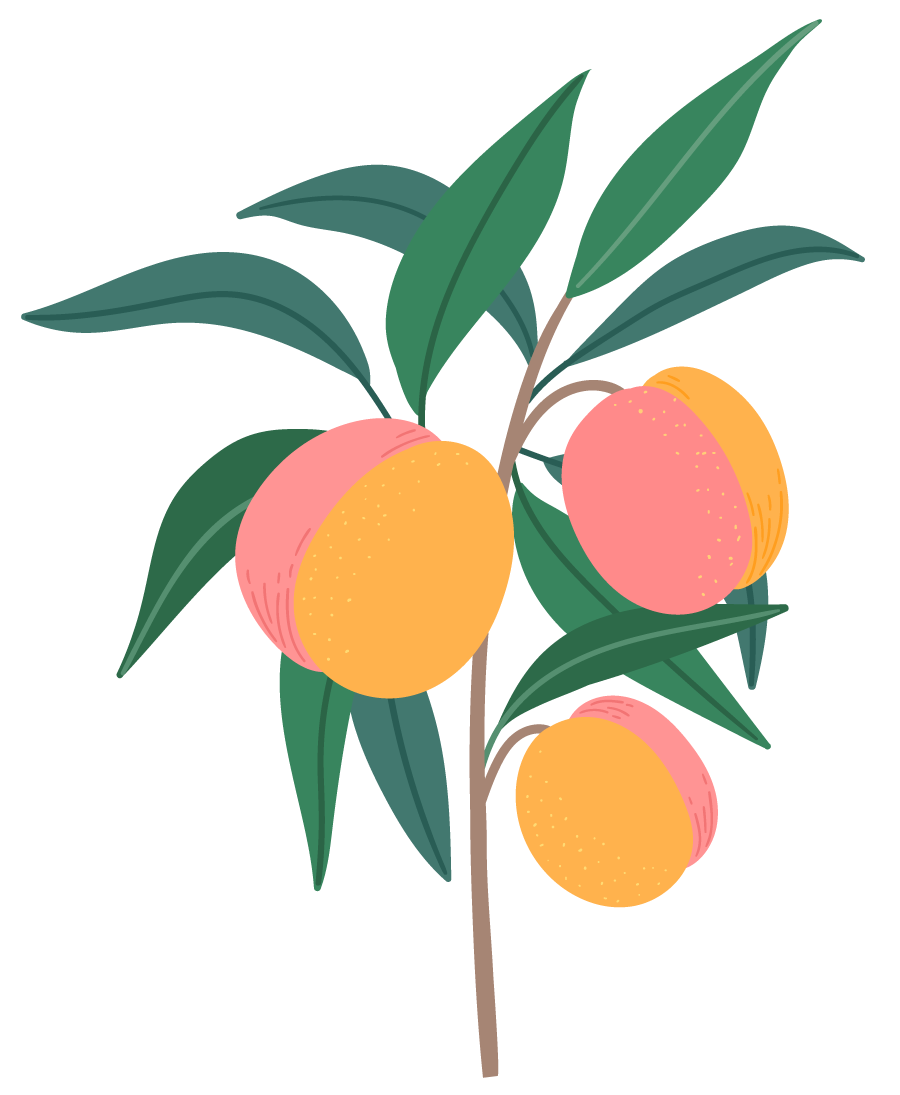 peach tree icon