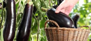 Hand picking eggplant from the plant in vegetable garden
