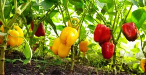 Growing sweet peppers in a greenhouse