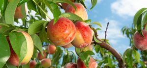 Peach fruits on a tree branch with leaves against a blue sky