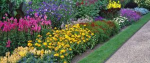 rows of flowers