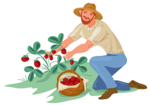 farmer collecting strawberries in a basket
