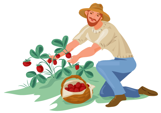 farmer collecting strawberries in a basket