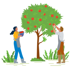 Two farmers picking fruit from a tree