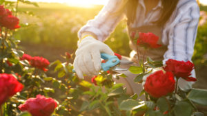 Woman pruning rose bush
