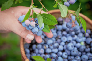 picking blueberries