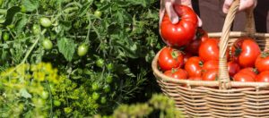 tomatoes in a basket