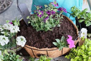 flower in potting soil