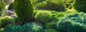 Ornamental bushes of evergreen